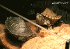 Humor -  Fun Animals Turtles 01 