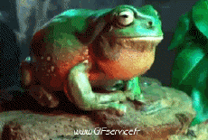 Humor -  Fun Animals Frogs 01 