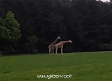 Humour - Fun Animaux Girafes Serie 01 