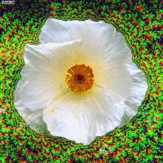 Humor -  Fun GIF Artists Bill Tavis 