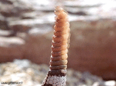 Humor -  Fun Animals Snakes 01 