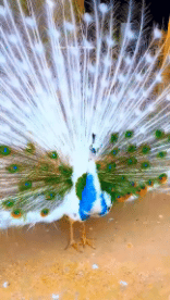 Humor -  Fun Animals Birds Peacock 