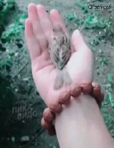 Humor - Fun Animales Pájaros Gorriones 