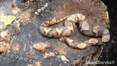 Humour - Fun Animaux Serpents Serie 01 