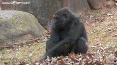 Umorismo -  Fun Animali Scimmie 01 