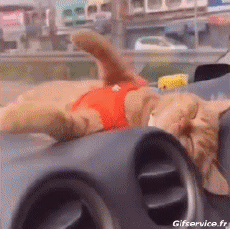 Humor - Fun Animales Gatos 06 