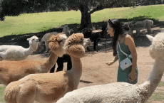 Humor - Fun Animales Lama 01 