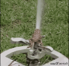 Humor -  Fun Animals Frogs 01 