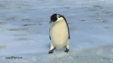 Humor - Fun Animales Pingüinos 01 