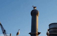 Humour - Fun Animaux Oiseaux Mouettes 