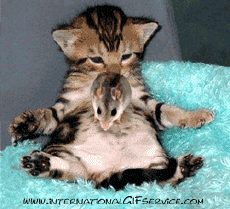 Humor -  Fun Animals Cats 01 