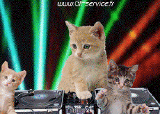 Humor - Fun Animales Gatos 02 