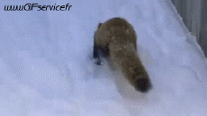 Umorismo -  Fun Animali Raton Lavatrici 01 