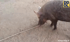 Humor -  Fun Animals Pigs - Bushpigs Serie 02 