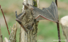 Humour - Fun Animaux Chauve Souris 01 