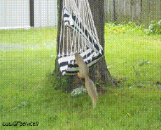 Humor -  Fun Animals Squirrels 01 