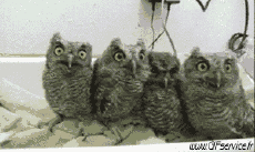 Humor -  Fun Animals Birds Raptor & Nocturne 