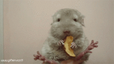 Humor -  Fun Tiere Hamster 01 