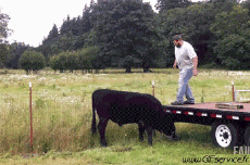 Humor -  Fun Animals Cows 01 