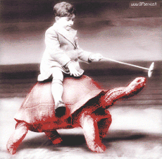 Humor -  Fun Tiere Schildkröten 01 