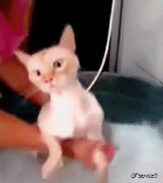 Humor - Fun Animales Gatos 06 