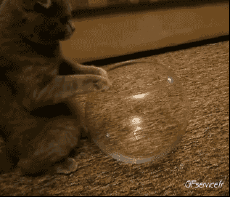 Humor -  Fun Tiere Katze 04 