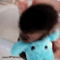 Humour - Fun Animaux Singes Serie 01 