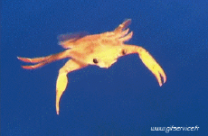 Humor -  Fun Animals Crabs 01 