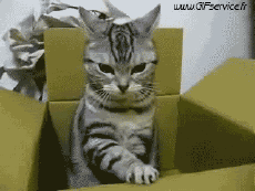 Humor -  Fun Tiere Katze 03 