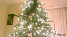 Humor - Fun Animales Gatos 05 