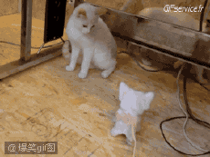 Humor -  Fun Animals Cats 04 