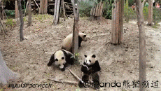 Humor - Fun Animales Oso 01 