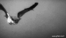 Humour - Fun Animaux Chauve Souris 01 