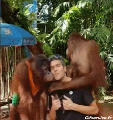 Humor -  Fun Animals Monkeys 01 