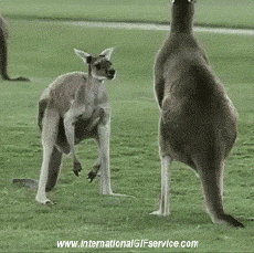 Humor -  Fun Animals Kangaroos 01 