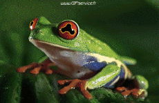 Humour - Fun Animaux Grenouilles Serie 01 