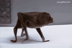 Humour - Fun Animaux Chauve Souris 01 