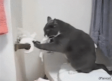 Humor -  Fun Tiere Katze 05 