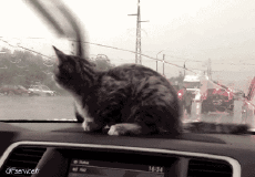 Humor -  Fun Tiere Katze 04 