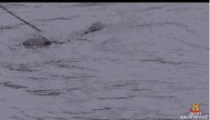 Humor -  Fun Animals Crocodiles - Caiman 01 