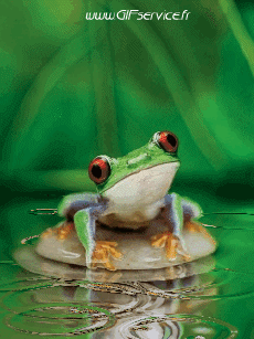 Umorismo -  Fun Animali Rane 01 