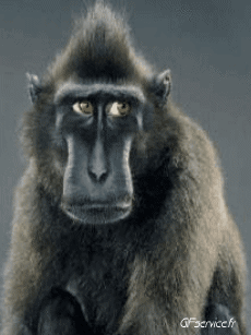 Humor -  Fun Tiere Affen 01 