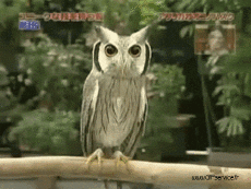 Humor - Fun Animales Pájaros Rapaz y Nocturno 