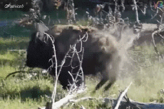 Humor -  Fun Tiere Bisons 01 