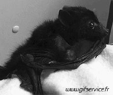 Humor -  Fun Tiere Glatze Maus 01 