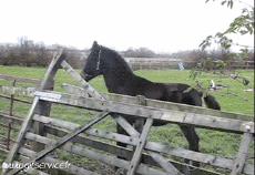 Humor - Fun Animales Caballos 01 