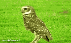 Humour - Fun Animaux Oiseaux Rapace & Nocturne 