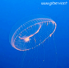 Humor -  Fun Animals Jellyfish 01 