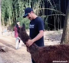 Humor -  Fun Animals Lama 01 